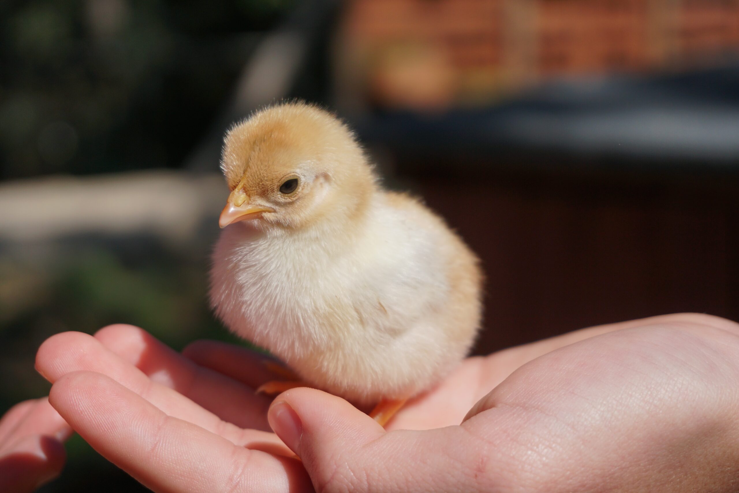 a chick in someones hand