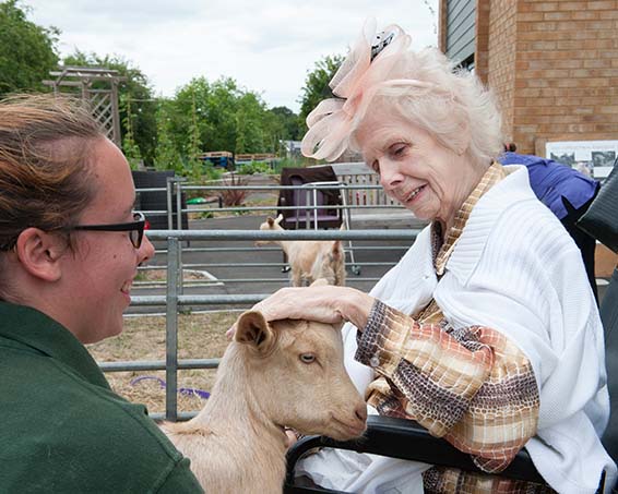 Residents Meeting Goats