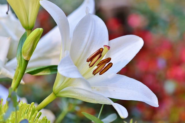 A white lily flower